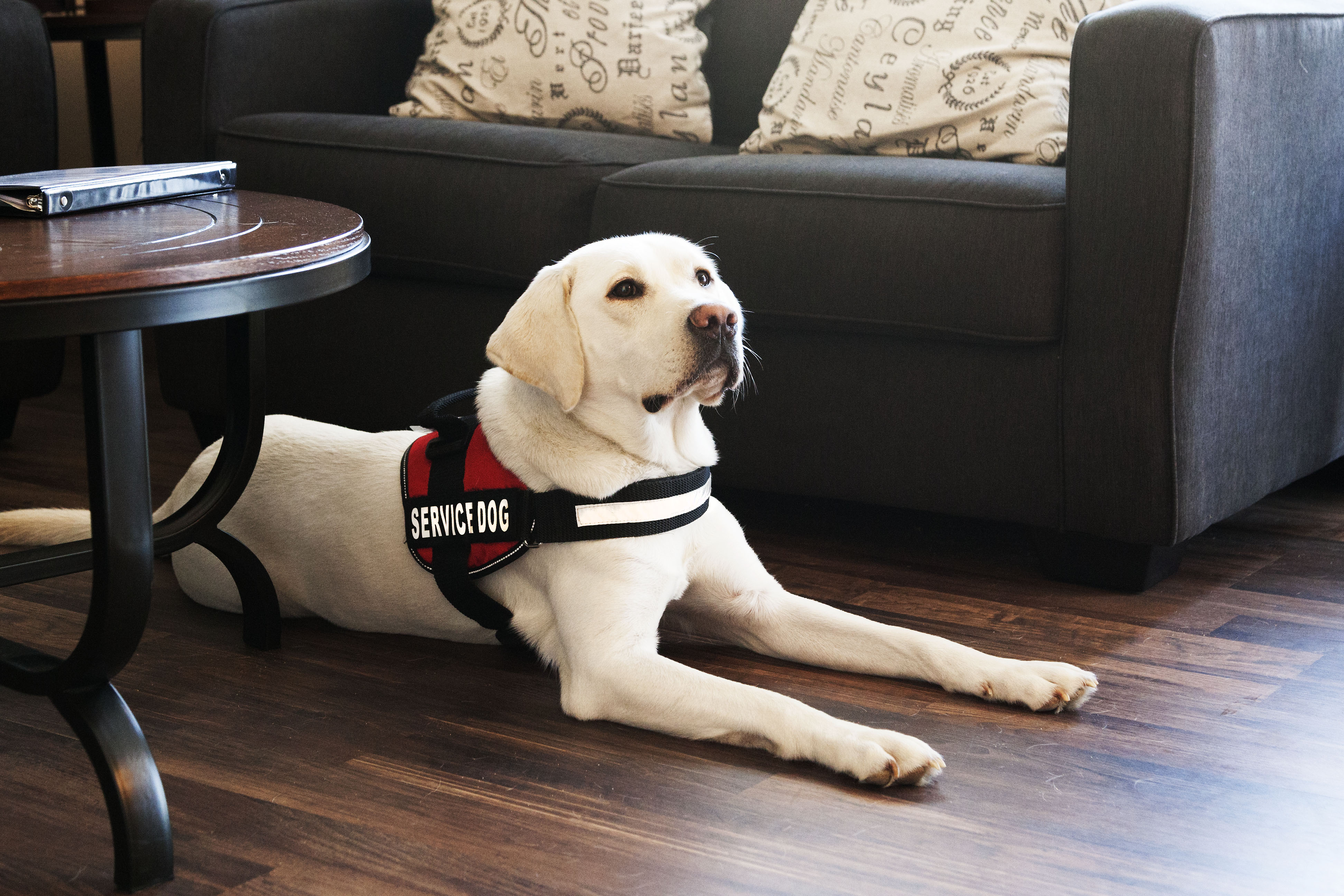 how-a-dog-can-improve-your-life-service-dog